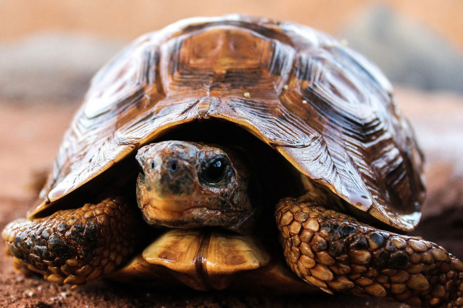 A man died after eating turtle meat at Birbhum