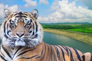 Tourist feared after tigress Zeenat enters Bankura