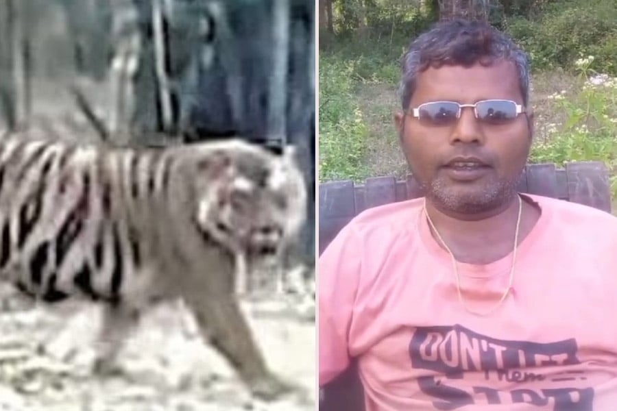 Specially abled man sings Tusu song to spread awareness abut Tigress Zeenat