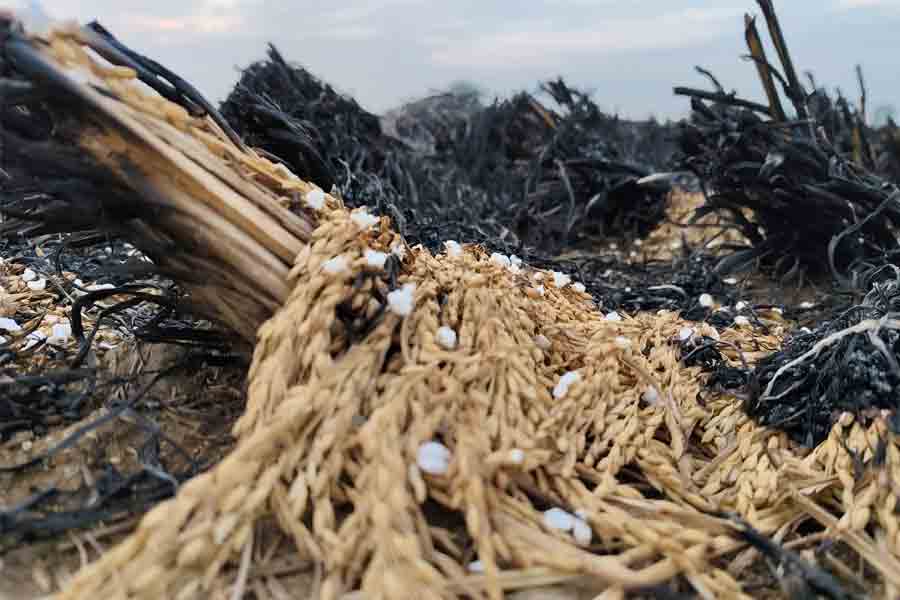 Fire breaks at rice field in Bankura