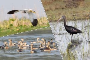 Purbasthali sees early arrival of migratory birds