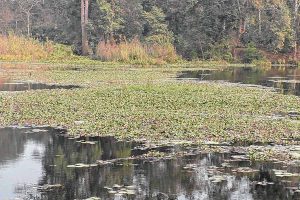 Flocks of birds will return to ecopark after renovation, forest department optimistic