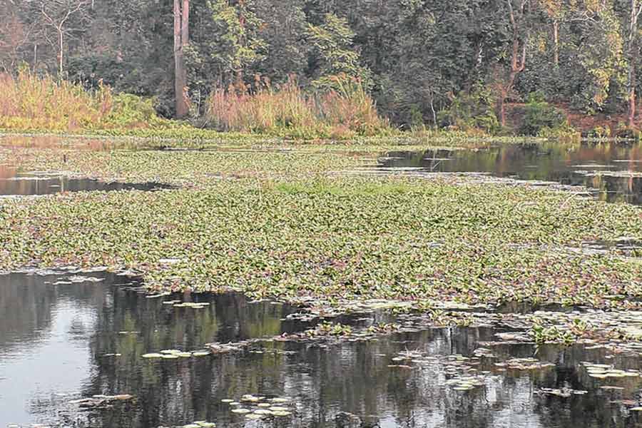 Flocks of birds will return to ecopark after renovation, forest department optimistic