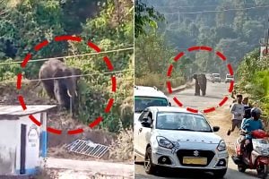 Wild Elephant Spotted in Panighatta bridge at Darjeeling