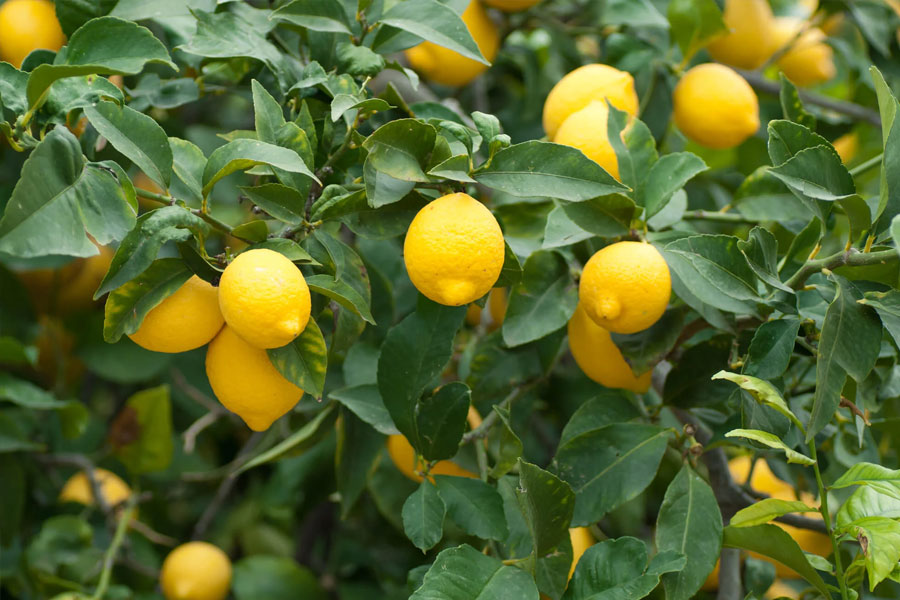 Ways to reduce bug attack on lemon farming