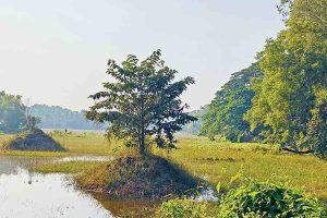 Migratory birds are not seen in Santiniketan