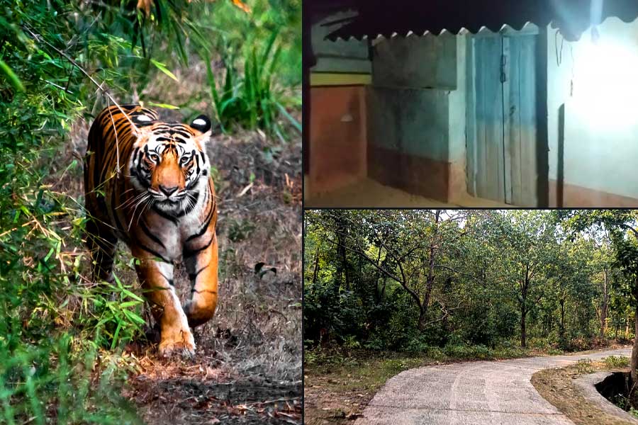 Fears at peak in Purulia Villages as Tigress Jinnat roaming freely