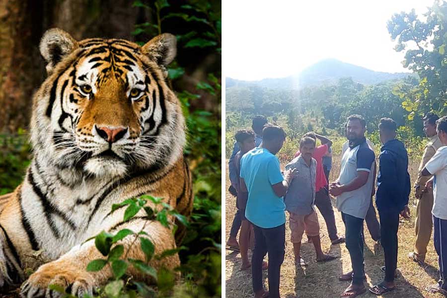 People of Purulia forest area treat Royal Bengal Tiger Zeenat as guest