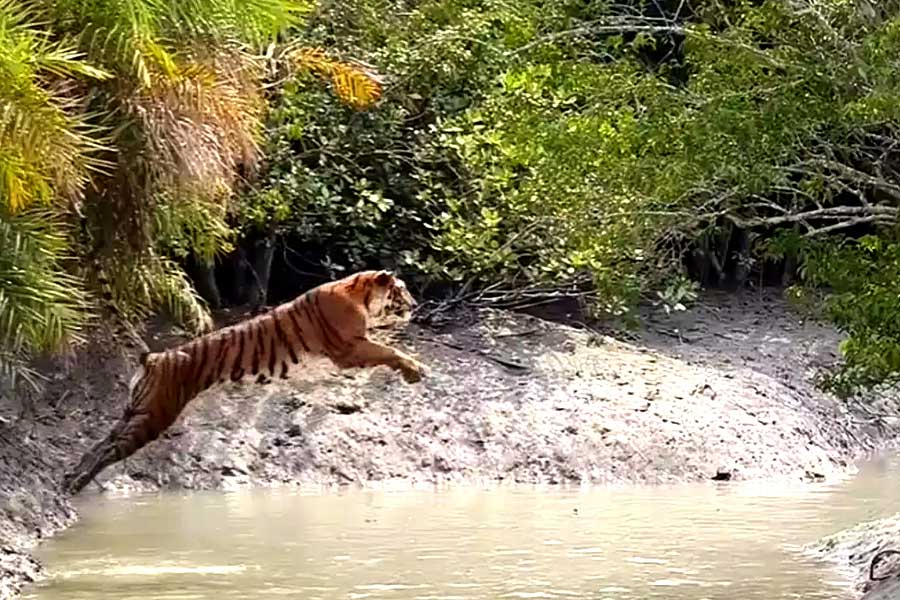 A minor boy of Maipith attacked by Tiger