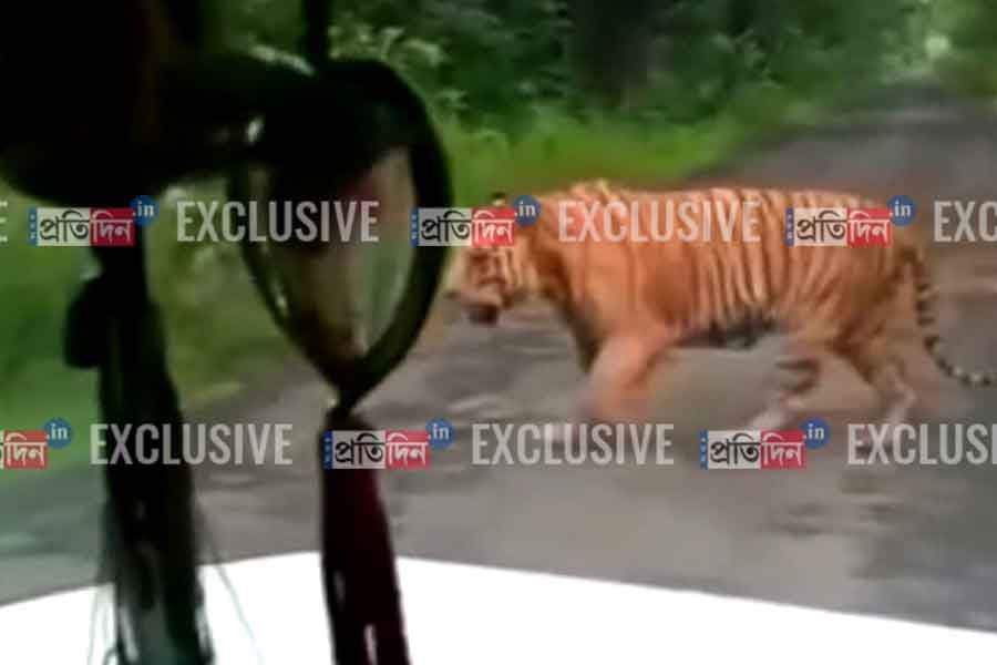 Tigress Zeenat spotted in Bankura