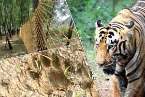 Tigress Zeenat changed the forest in Purulia