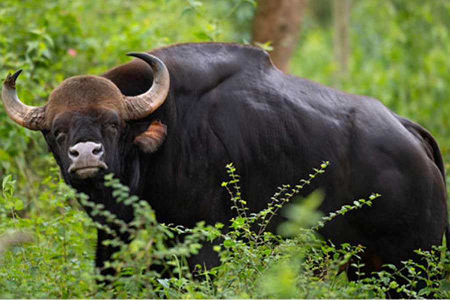 Jaldapara: An old man dies by the attack of bison