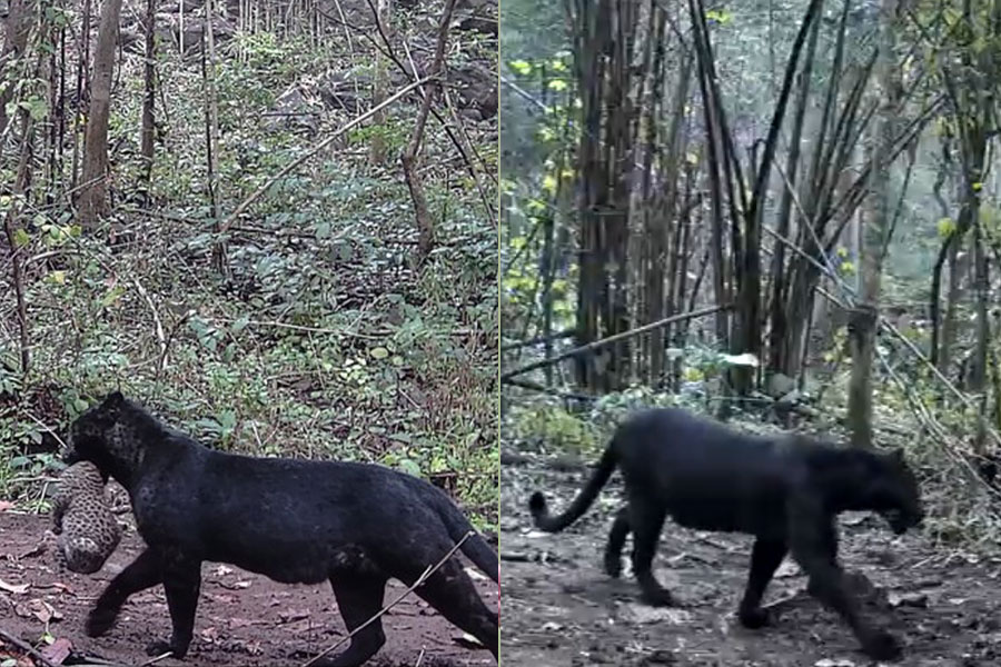 A black leopard was spotted in Odisha's Nayagarh forest