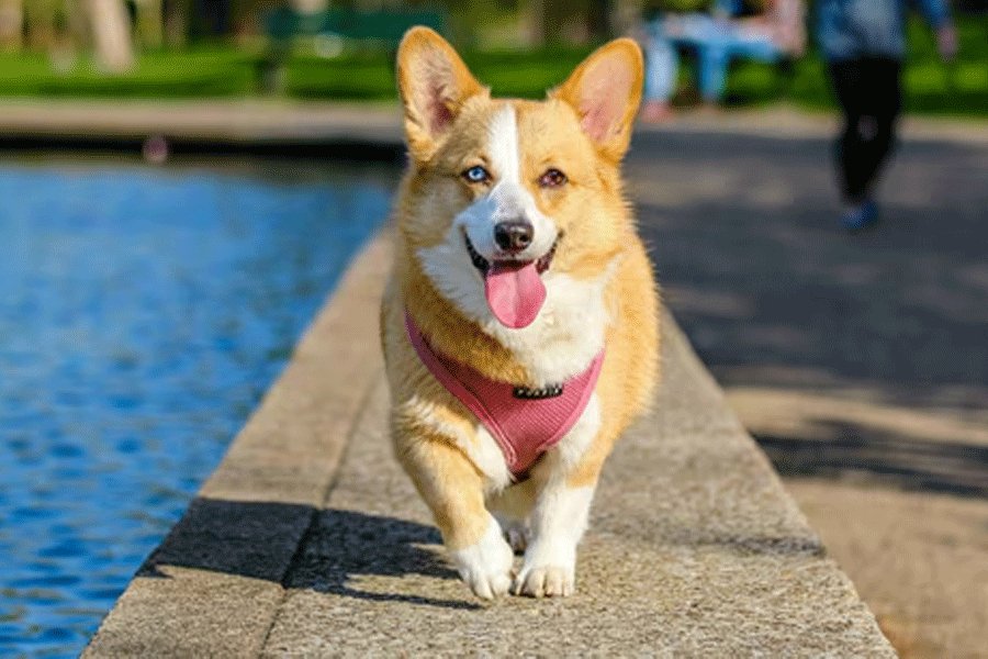 China Police Dog loses year-end bonus because of this reason