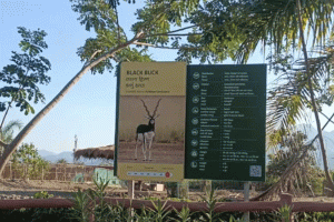 Leopard Kills Blackbuck Deer Near Statue Of Unity Gujarat