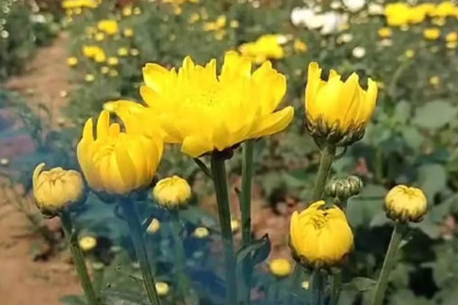 Flower exhibition starts in Kolaghat