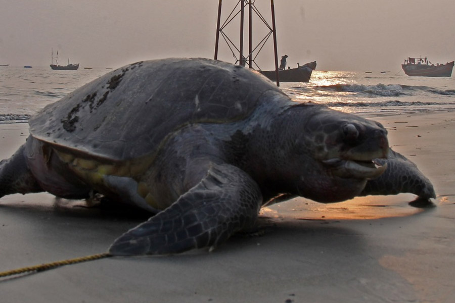 Rare olive ridley turtle found dead in Gangasagar