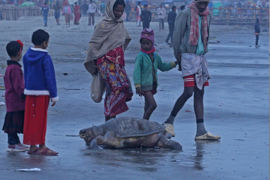 Rare olive ridley turtle found dead in Gangasagar