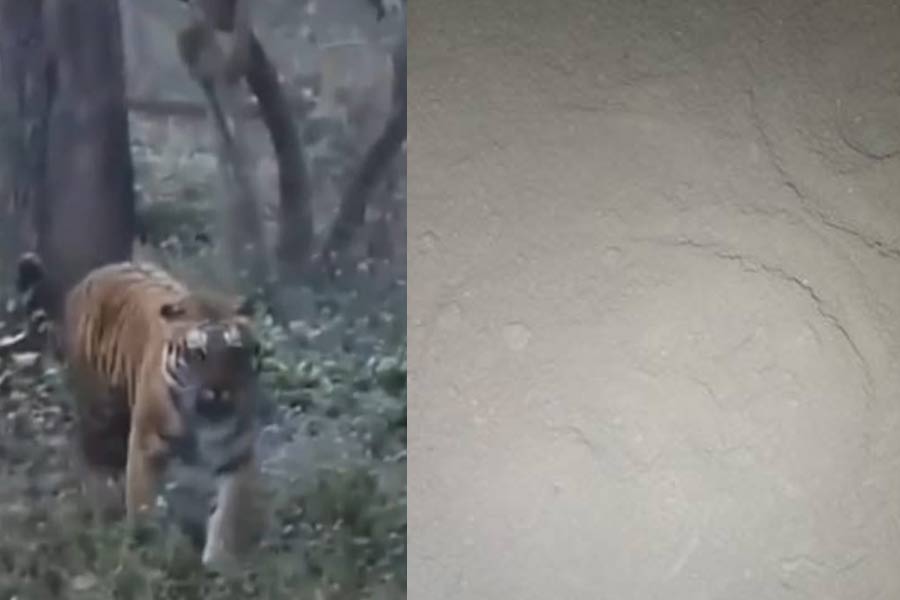 Forest department of Purulia disconnects trap camera despite hearing the version of eye witness on Royal Bengal Tiger