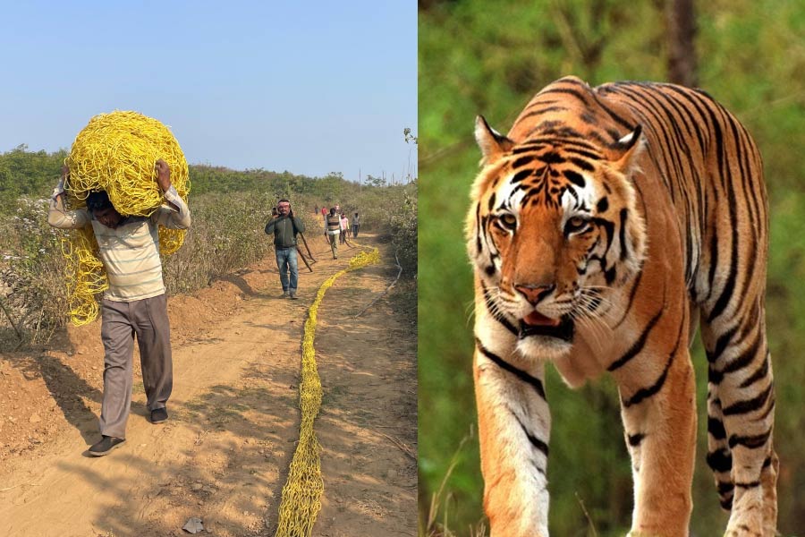 Forest department is trying to capture Royal Bengal Tiger in Purulia by applying new trick