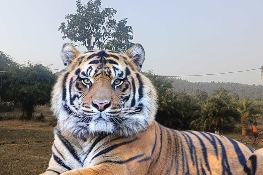 Royal Bengal Tiger spotted in Baghdhora forest