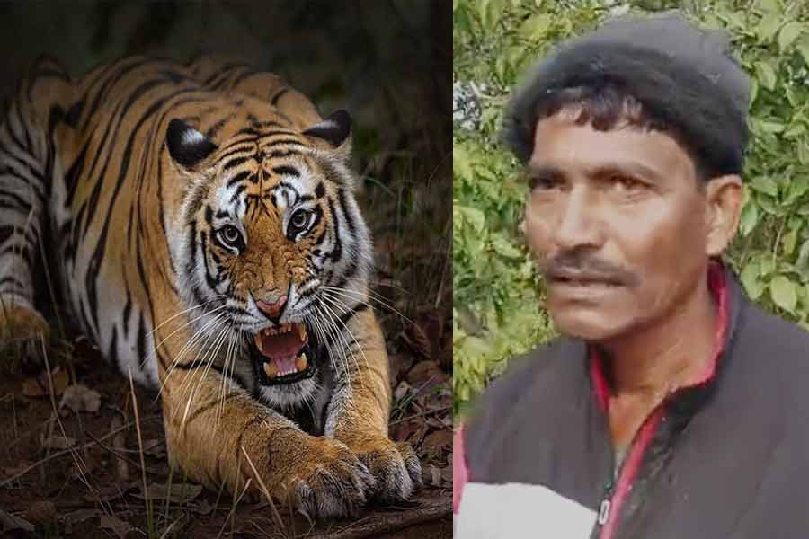 Royal Bengal Tiger spotted at Maipit