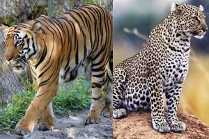 3 tigers and leopard die due to bird flu at Nagpur rescue centre