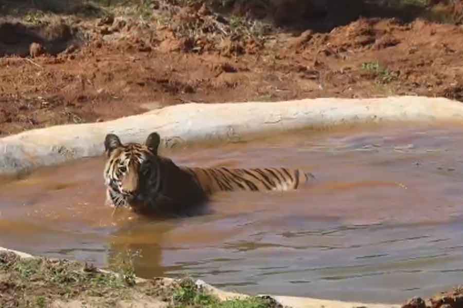 Tigress Zeenat back in Odisha's Simlipal tiger reserve