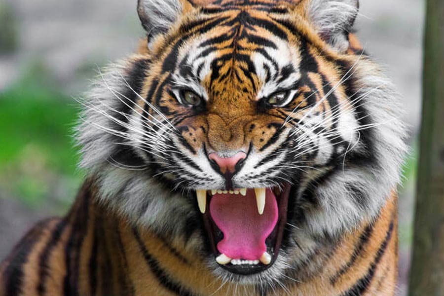 Fears of seeing tigress again in Jharkhand forests