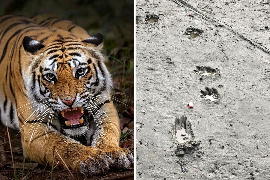 tiger of Moipeeth village went back to the Sundarbans forest