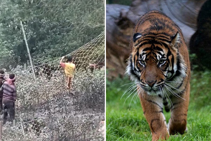 Again Tiger spotted in Maipit, local people in fear