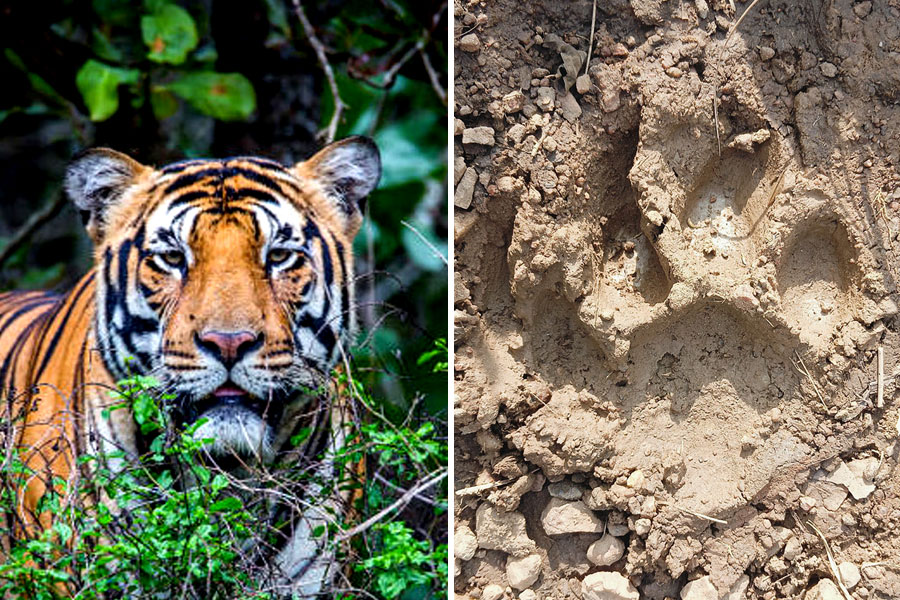 Again footprints of tiger found in bankura