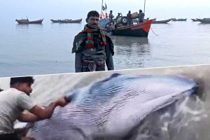 Tourists excited about finding blue whales at Muriganga, Sagar