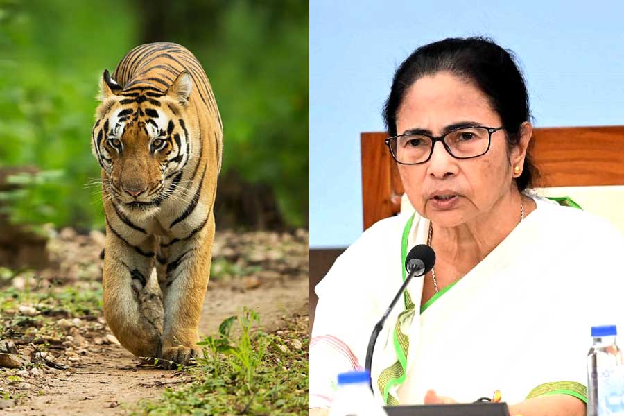 Mamata Banerjee makes special request to Odisha govt regarding tiger issue