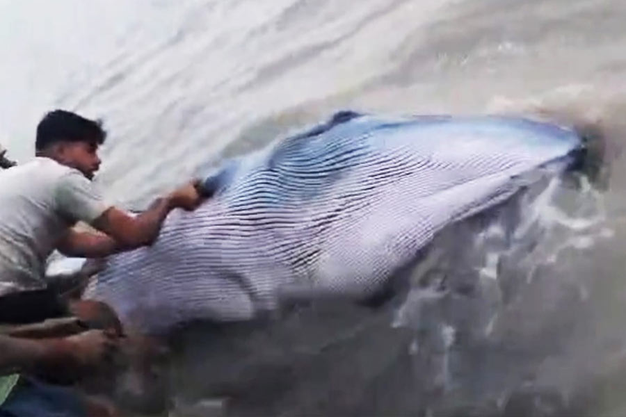 forest workers returned the whale stuck in river of Kakdwip to the sea