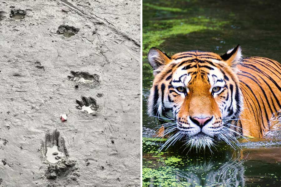 Footprints of tiger found in river banks in Maipit