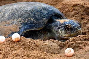 Olive Ridley turtle deaths on Chennai coast