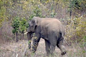 Online portal to be launched in the state to keep information on elephants