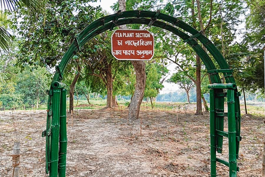 Tea cultivation starts in Acharya Jagadish Chandra Bose Indian Botanic Garden