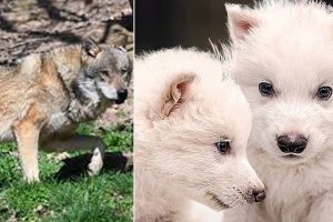 Dire wolves, existed in Ice age howl again after more than 10,000 years with the help of gene technology