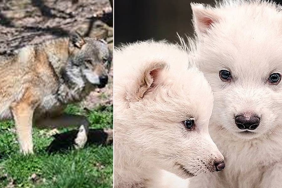 Dire wolves, existed in Ice age howl again after more than 10,000 years with the help of gene technology