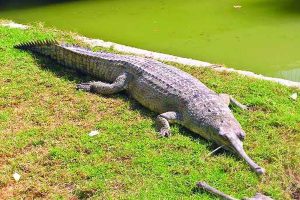 Fish eating crocodile will arrive in Alipur zoo