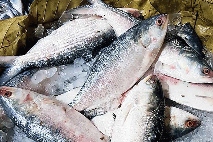 Hilsa production hits seven-year low in Bangladesh
