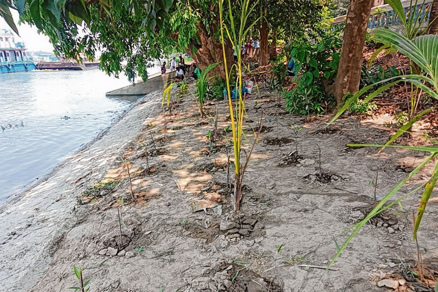 Mangrove trees are growing of the Ganges in Kolkata