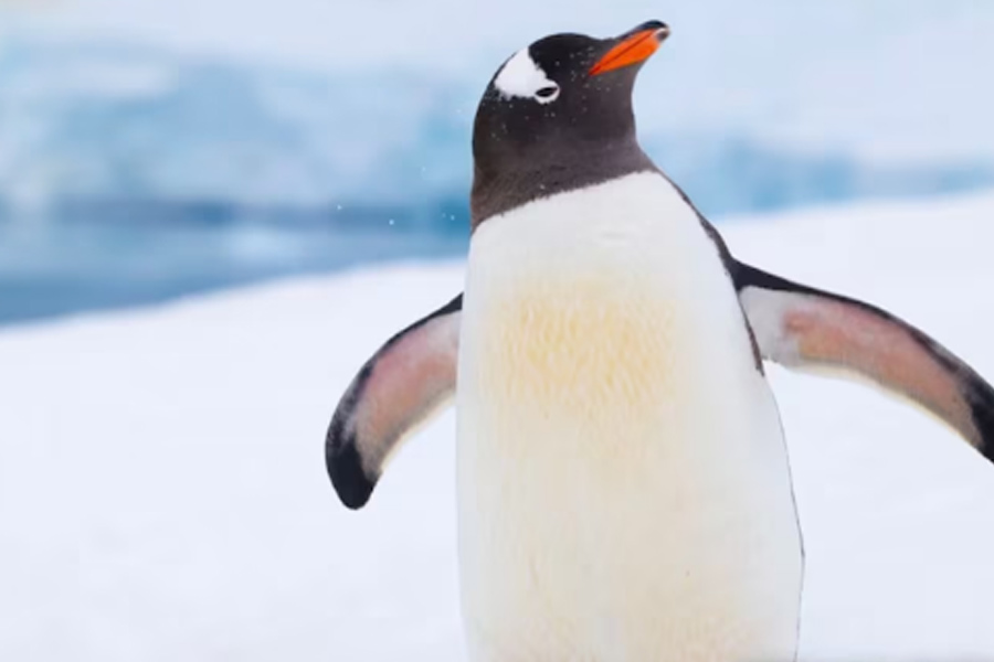 Antarctic islands inhabited by penguins, birds hit with Donald Trump's tariffs