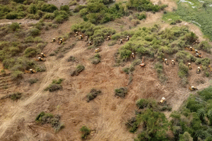 Supreme Court raps Telangana over tree felling