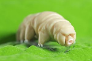 Isro is sending water bears to Space Station with Axiom-4 mission