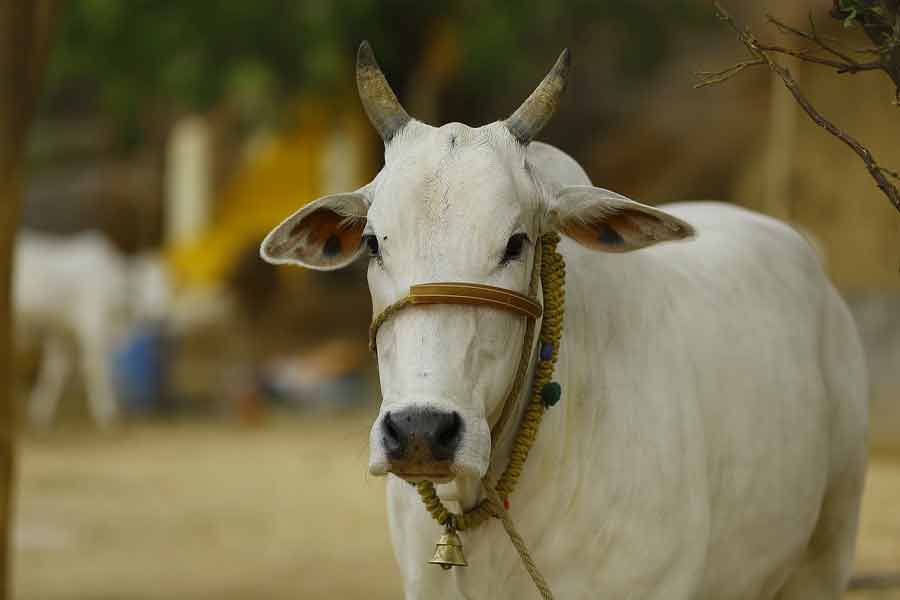 2 Men Accused For Harrasment Cows In Madhya Pradesh