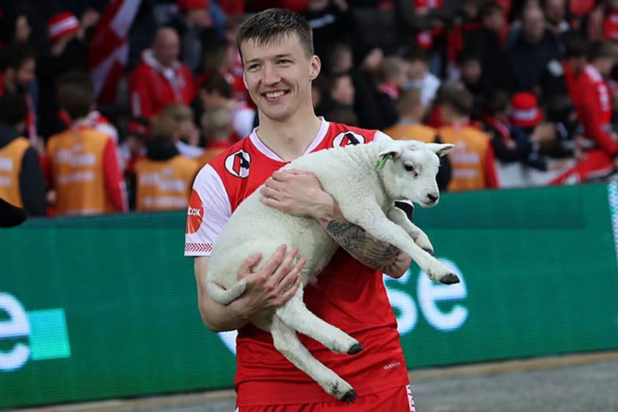 After eggs and milk, the man of the match award in football is a sheep! Why such a strange 'trophy'?