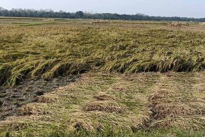 paddy in vast areas of Nadia destroyed by storms